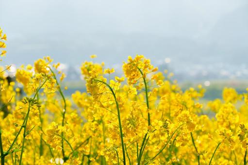 250504飯山市菜の花公園 250504飯山市菜の花公園の写真
