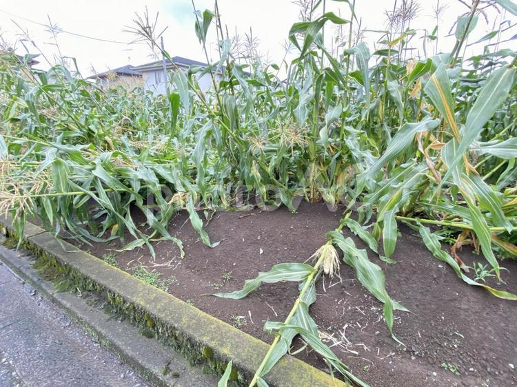 台風で倒れた収穫前のトウモロコシ 台風,倒れた,収穫前の写真素材