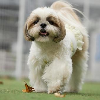 ドッグランのシーズー ドッグランのシーズー 犬,シーズー,可愛い犬の写真素材