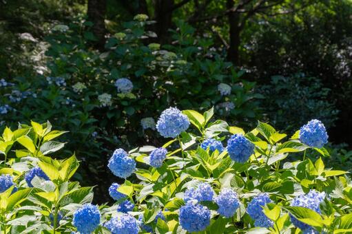 木漏れ日の中に咲く青い紫陽花 紫陽花,青,花の写真素材