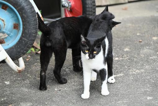 京都浄瑠璃寺のにゃんこ 京都浄瑠璃寺のにゃんこ のらねこ,屋外,座るの写真素材