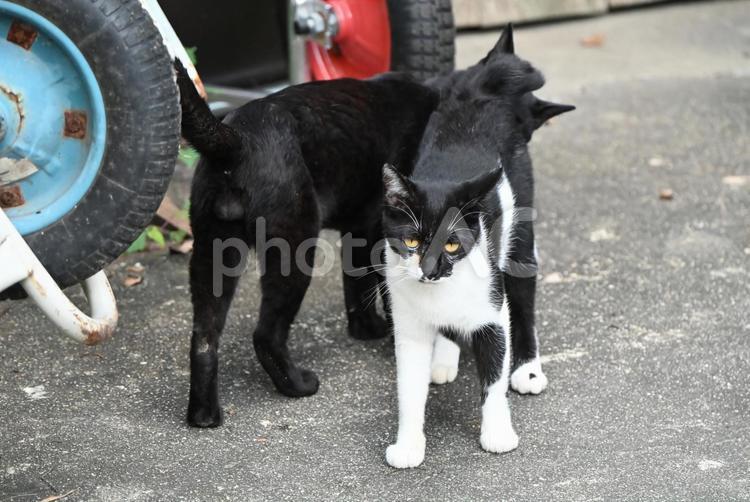 京都浄瑠璃寺のにゃんこ のらねこ,屋外,座るの写真素材
