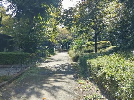 色づいてきた秋の散歩道の写真