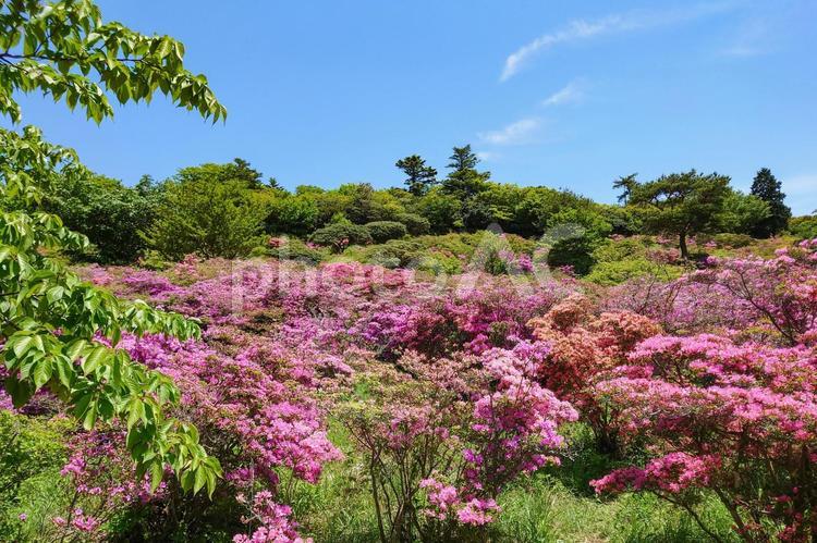 ミヤマキリシマが満開の雲仙宝原つつじ公園 ミヤマキリシマ,ツツジ,キリシマツツジの写真素材