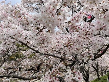 桜 桜の写真