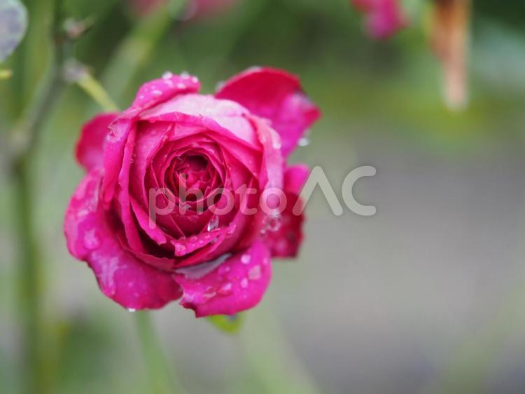 雨上がりのバラ園　レッドダイヤモンド③ バラ,薔薇,roseの写真素材