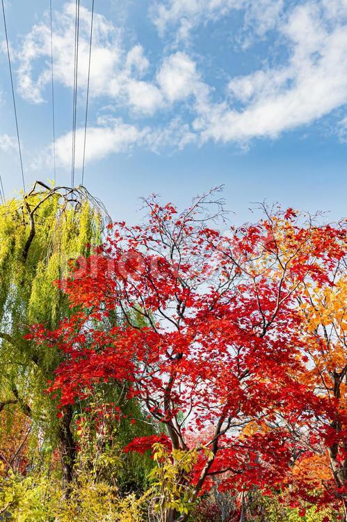 北海道の秋景色 もみじ,秋晴れ,北海道の写真素材
