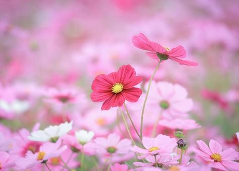 赤い秋桜の花のある風景 コスモス,秋桜,こすもすの写真素材