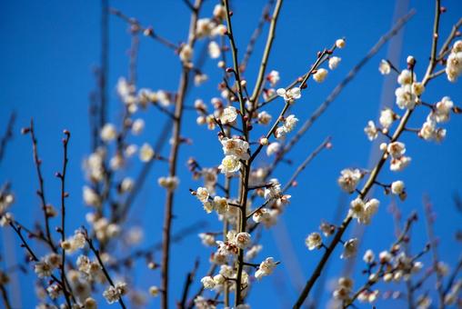 青空の下の梅の花 青空の下の梅の花の写真