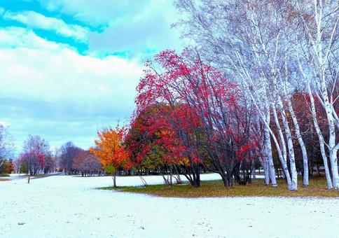 紅葉　 ナナカマド　雪 ナナカマド,ナナカマドの赤い実,木の写真素材