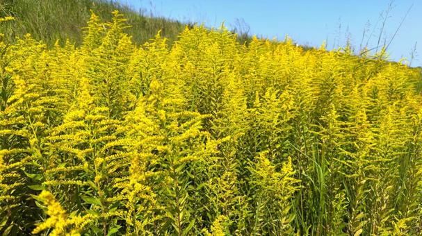 ブタクサの花1 ブタクサの花1 ブタクサ,秋の花,雑草の写真素材