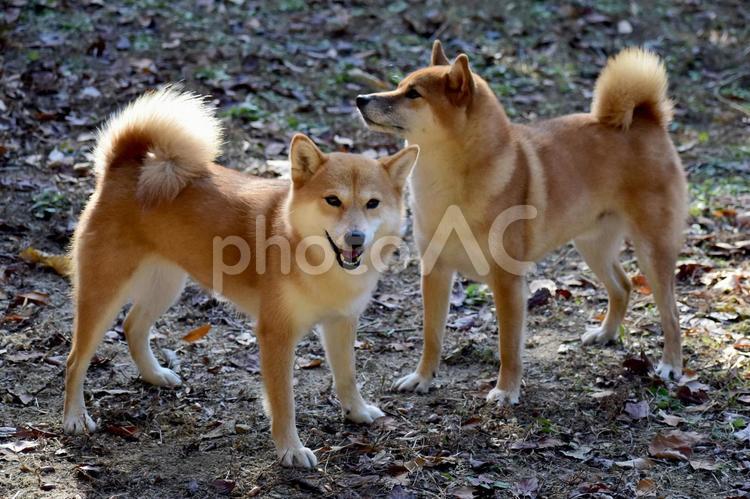 柴犬・多頭・笑顔 柴犬,柴,犬の写真素材