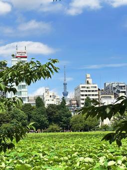 上野公園 池 スカイツリー 上野公園 池 スカイツリーの写真