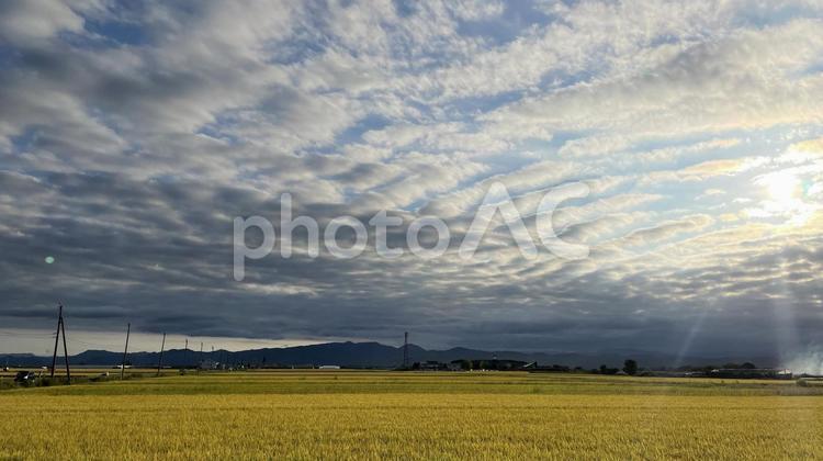 210925田んぼ蔵増 210925田んぼ蔵増,田んぼ,稲刈りの写真素材