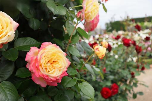 グラデーションがきれいなバラの花 グラデーションがきれいなバラの花 薔薇,バラ,花の写真素材