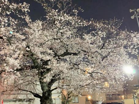 夜桜 夜桜,花見,東京の写真素材