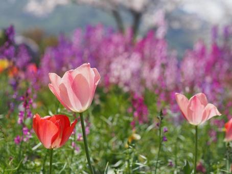 チューリップ 花畑の写真