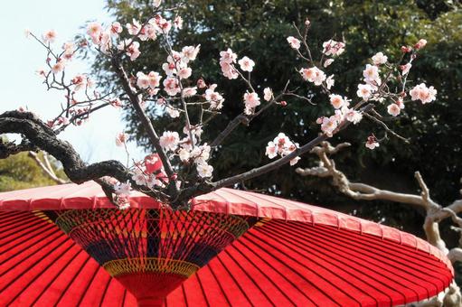 ウメ・梅 ウメ・梅 風景マクロ,ウメ・梅,冬の写真素材