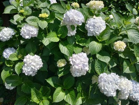 白い紫陽花 白い紫陽花 あじさい,アジサイ,アジサイ科の写真素材