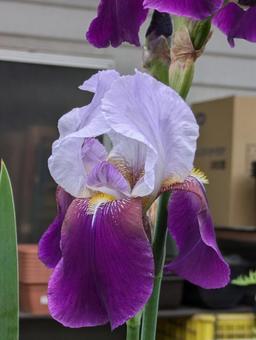 Photo, german iris, flower, flour, 