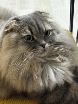 どこかを見つめる猫 猫,ペット,かわいいの写真素材