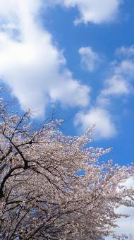 桜と青空 桜,青空,さくらの写真素材