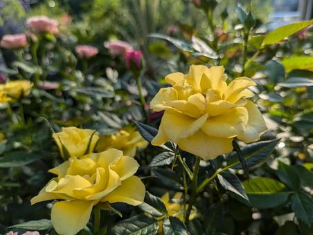 黄色のミニ薔薇 黄色のミニ薔薇の写真