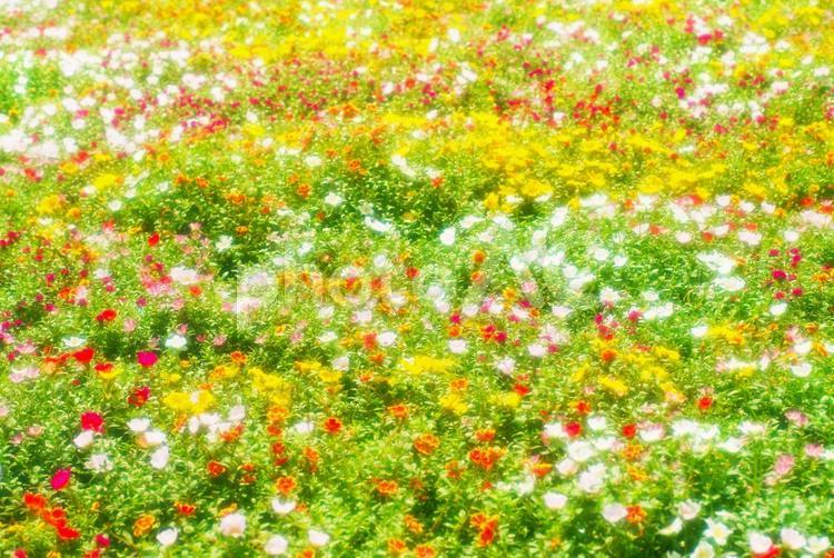 かわいいお花畑_ソフトフォーカス 花,お花畑,バックグラウンドの写真素材
