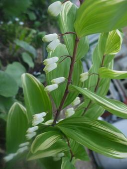 スノードロップ スノードロップの写真