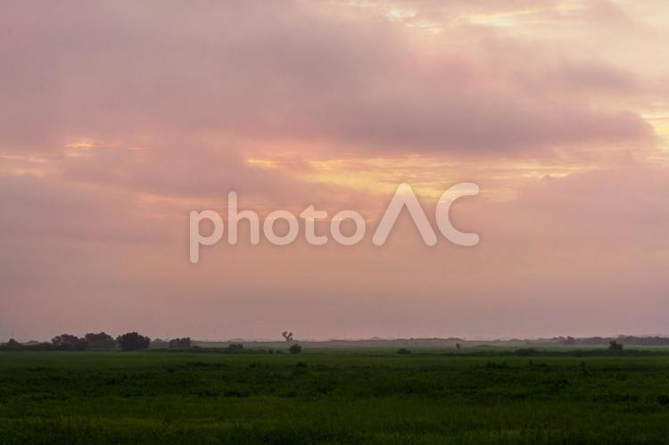 夏の渡良瀬遊水池の朝焼け 朝焼け,空,ピンクの写真素材