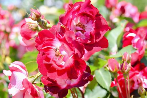 薔薇 いろは 薔薇 いろは 薔薇,いろは,赤の写真素材