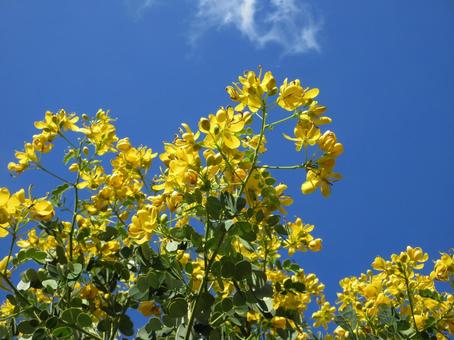 ナンバンサイカチ  ０２ ナンバンサイカチ,ゴールデンシャワー,花の写真素材