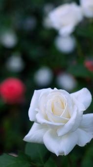 バラ園-710 バラ園-710の写真