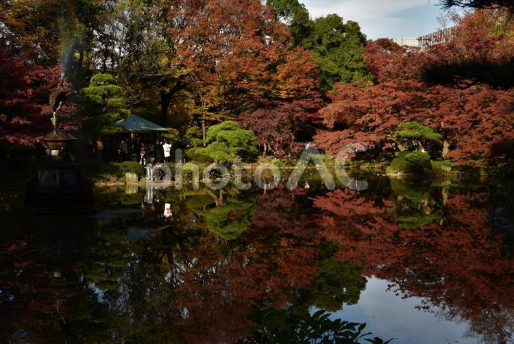 日比谷公園の秋 メープル,何人もありません,光の写真素材