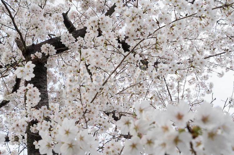 満開の桜に包まれる春景色③ 桜,春,花の写真素材