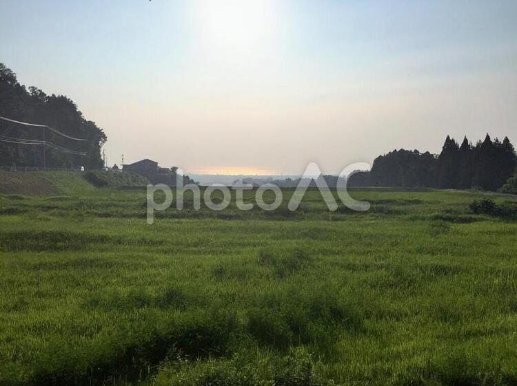 風を感じて 太陽,草,緑の写真素材