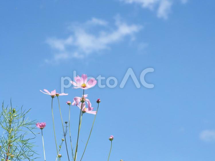 青空に向かって伸びるかわいいコスモス  コスモス,青空,コスモス畑の写真素材