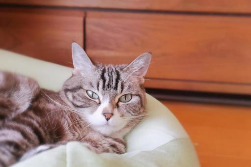 見つめる猫カメラ目線 猫,ねこ,ネコの写真素材