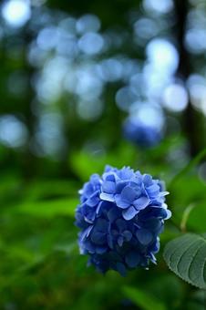 Blue blooms in silence, JPG Blue blooms in silence, JPG
