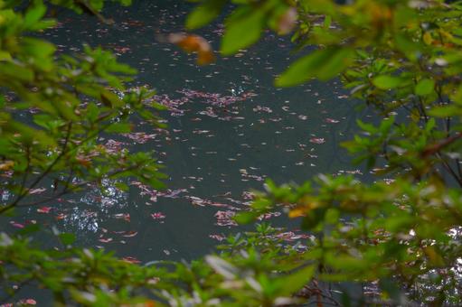 秋の池 秋の池の写真