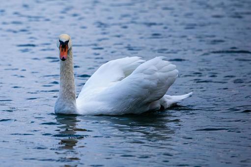 池を泳ぐ白鳥 白鳥,ハクチョウ,スワンの写真素材