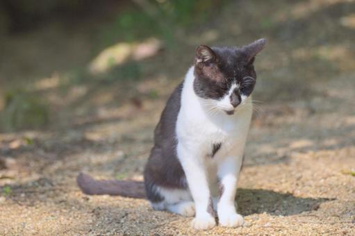 猫 猫の写真