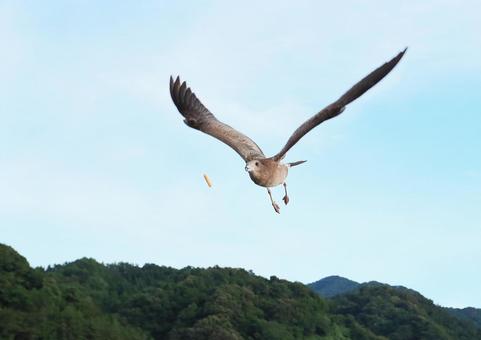 ウミネコ笹川流れに舞う(空中キャッチ) ウミネコ笹川流れに舞う(空中キャッチ)の写真