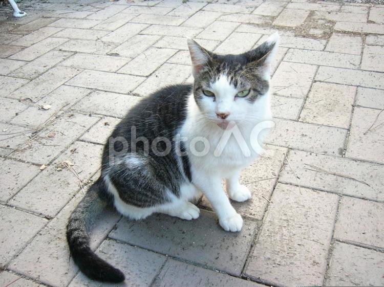 白キジ　ハチワレ　ご機嫌ななめ 猫,野良猫,ハチワレの写真素材