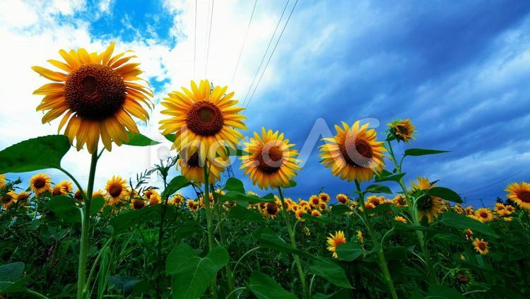 絶景のヒマワリ畑 ヒマワリ畑,旅行,花の写真素材