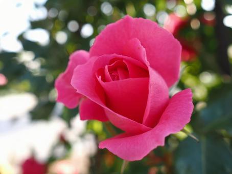 バラ園にて綺麗な薔薇を撮影した写真です バラ園にて綺麗な薔薇を撮影した写真ですの写真
