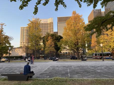 行幸通り 秋の散歩道 行幸通り 秋の散歩道 東京,行幸通り,秋の写真素材