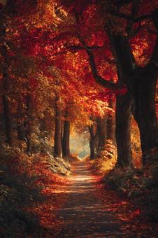 紅葉の並木道の写真