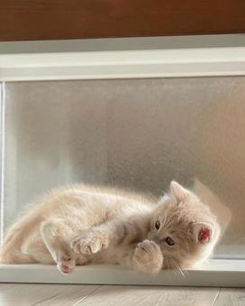 日向ぼっこする猫 Cat 日向ぼっこする猫 Catの写真