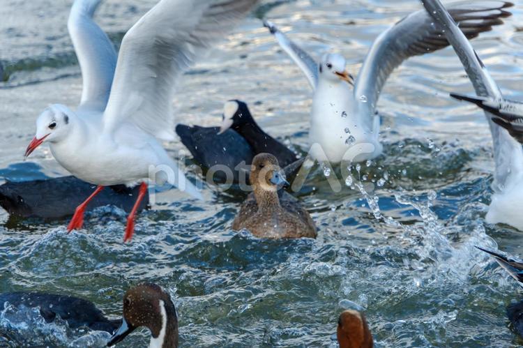 水しぶきをあげる冬の水鳥たち ユリカモメ,オオバン,オナガガモの写真素材